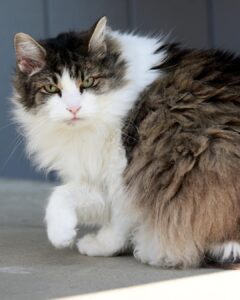 MASCOTA SENIOR - MUNDO MASCOTA GRANADA