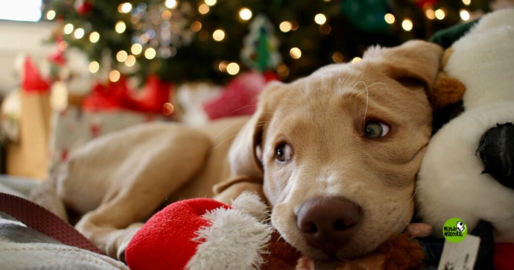 navidad con mascotas y sin estrés - MUNDO MASCOTA GRANADA