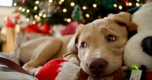 navidad con mascotas y sin estrés - MUNDO MASCOTA GRANADA