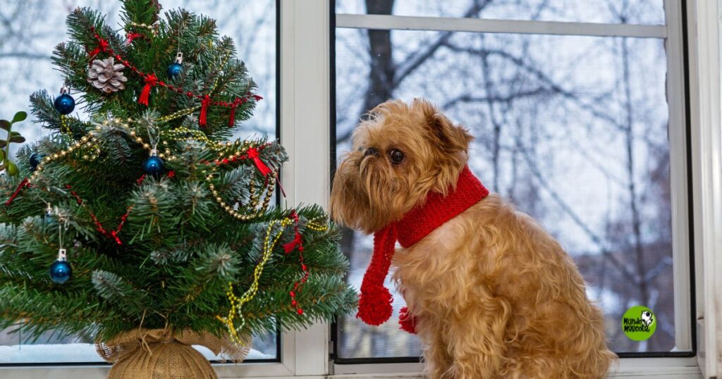 mascotas solas en navidad - MUNDO MASCOTA GRANADA