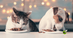 piensos con o sin cereales. ¿cuál es mejor?