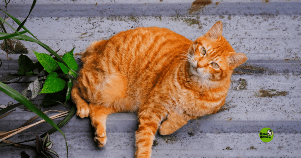 Sobrepeso en mascotas - MUNDO MASCOTA GRANADA