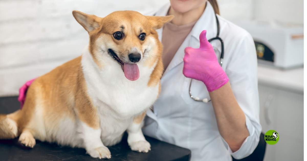 Sobrepeso en mascotas-Mundo Mascota Granada Sobrepeso en mascotas-Mundo Mascota Granada