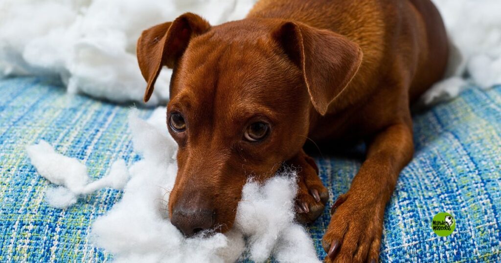 ansiedad-separacion-mascotas
