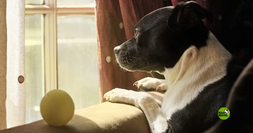 ansiedad-separacion-perros