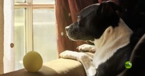 ansiedad-separacion-perros