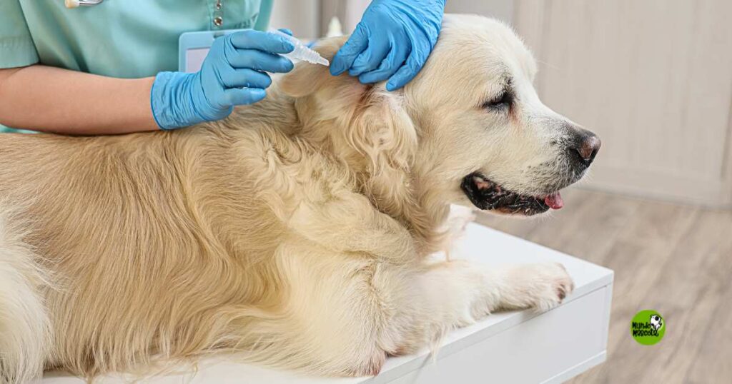 antiparasitarios en perros y gatos - MUNDO MASCOTA GRANADA