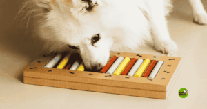 juguetes interactivos para perros - MUNDO MASCOTA GRANADA