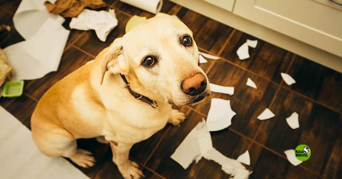 juguetes interactivos para perros con estrés