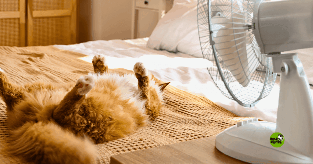 golpe de calor en mascotas