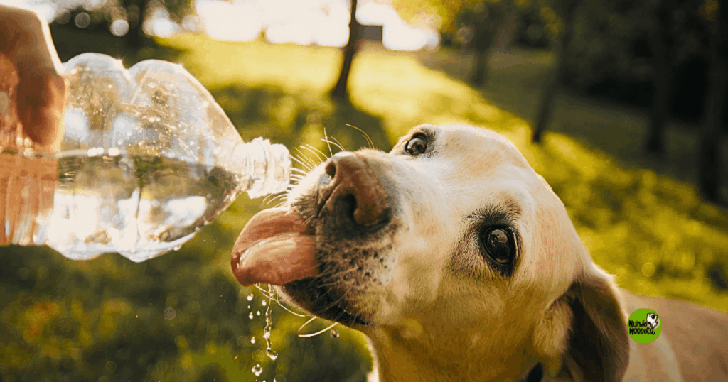 golpe de calor en perros y gatos