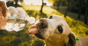 golpe de calor en perros y gatos
