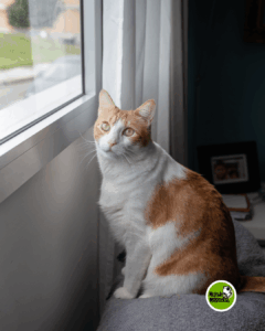 que hacer con tu gato en vacaciones