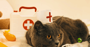 botiquín para mascotas - Mundo Mascota Granada