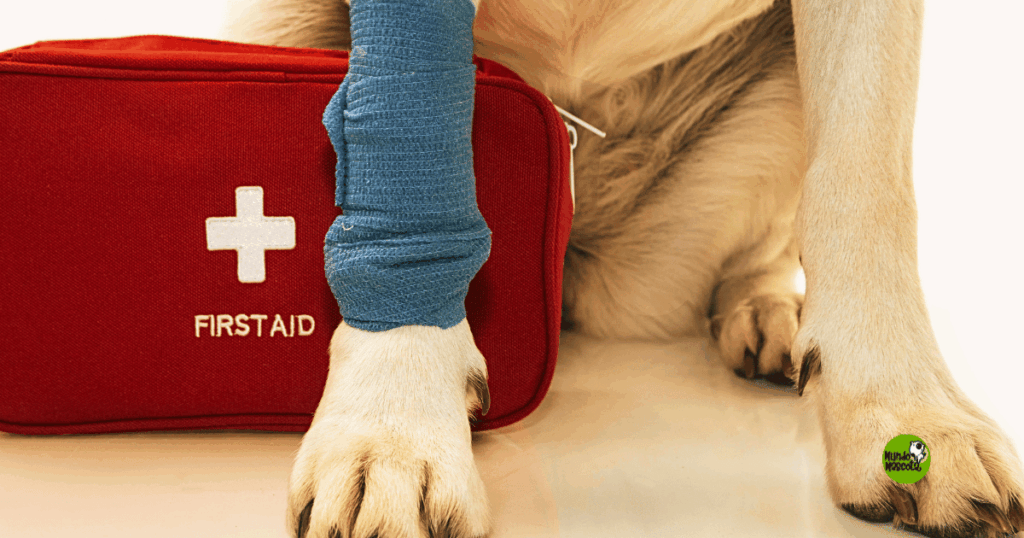 botiquin para perros y gatos