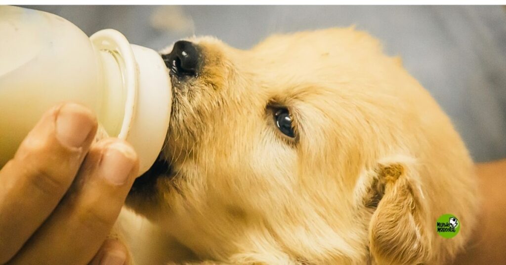 como ser casa de acogida para perros y gatos como ser casa de acogida para perros y gatos