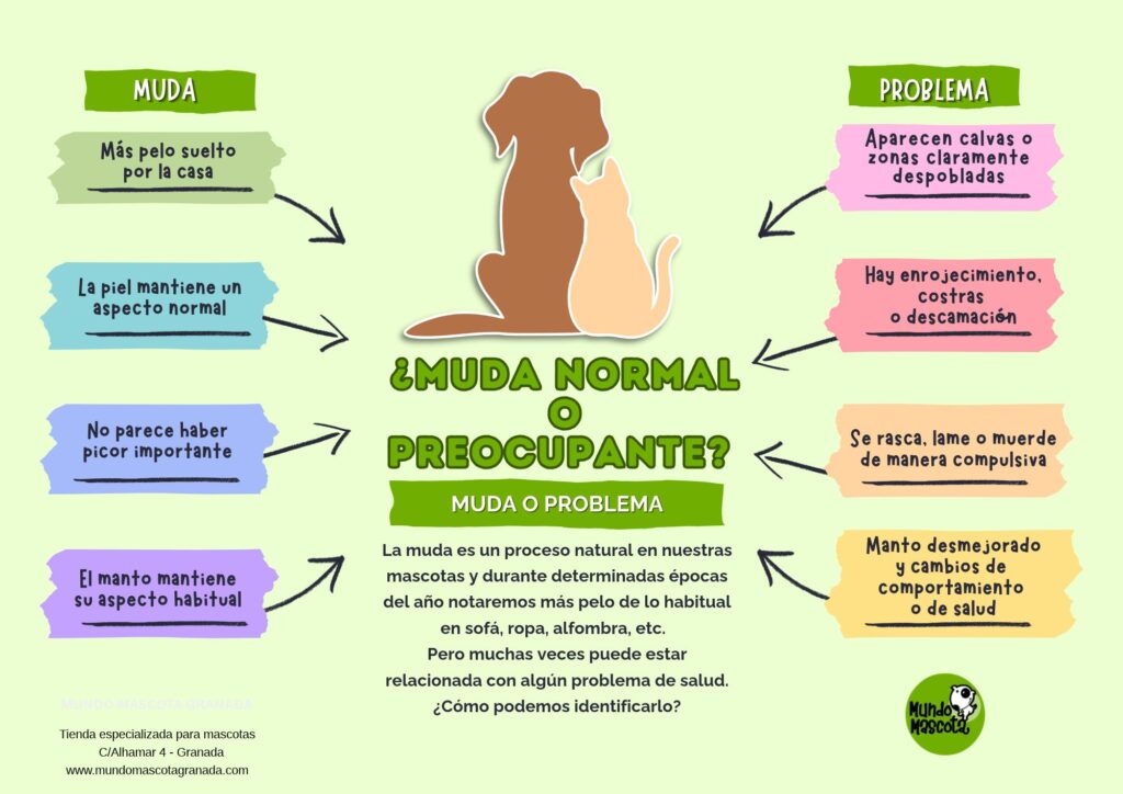 infografía muda normal o preocupante