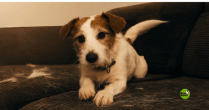 por qué tu perro o gato pierden tanto pelo